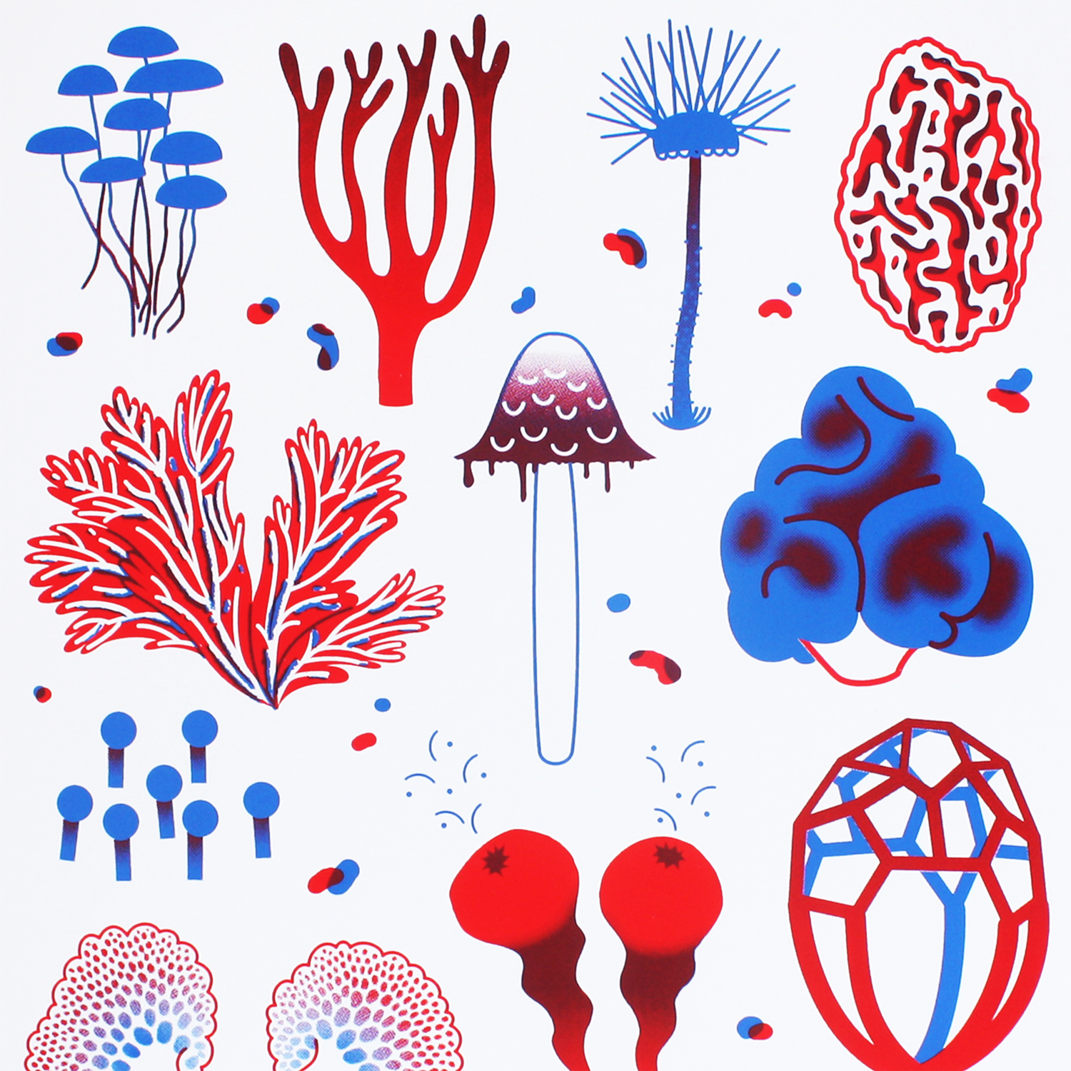 Marcos Gomer, Mushrooms